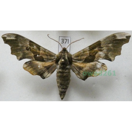 Mimas tiliae (Linnaeus, 1758) Nastrosz lipowiec Poland37l